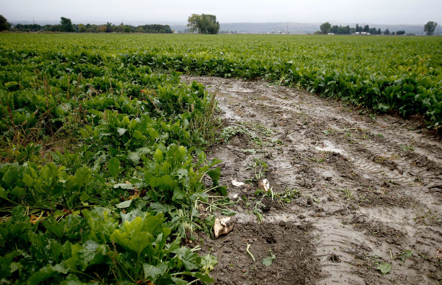 Sugar Beets